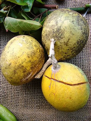 Bael Fruit 1