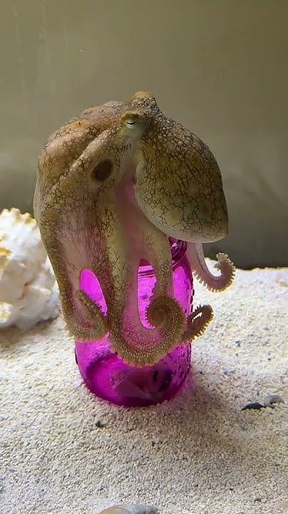 Octopus