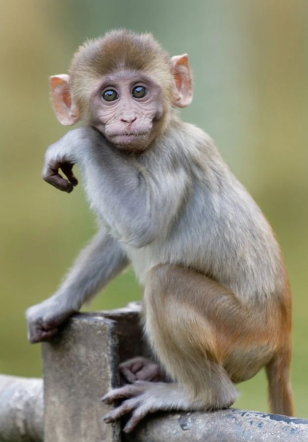 Monkeys