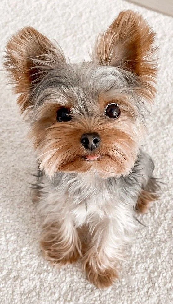 Yorkipoo