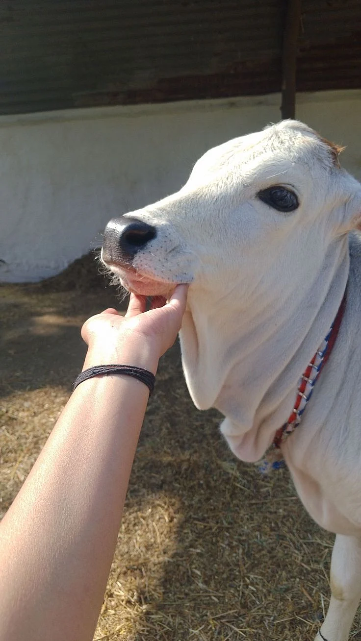 Worshiping cow. 6