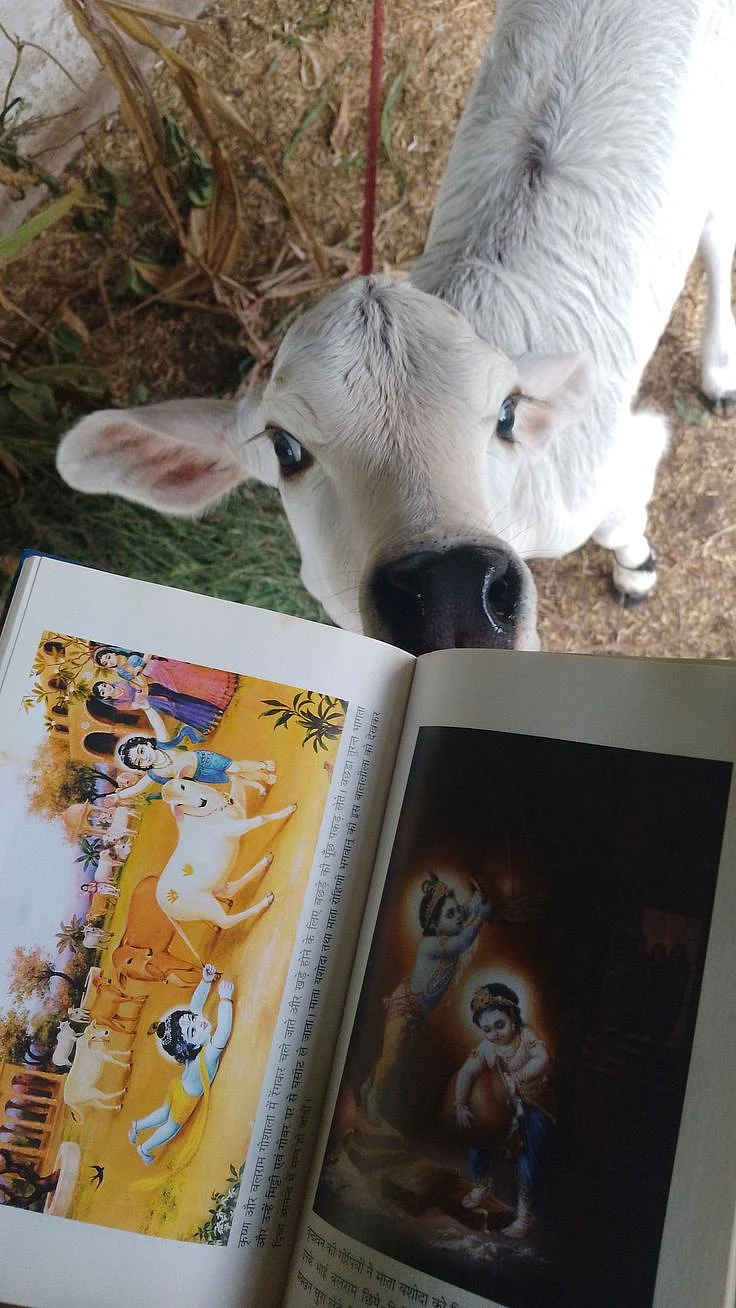 Worshiping cow. 8