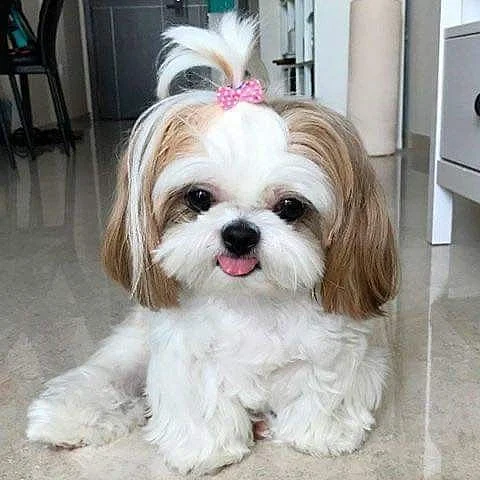 Shih Tzu