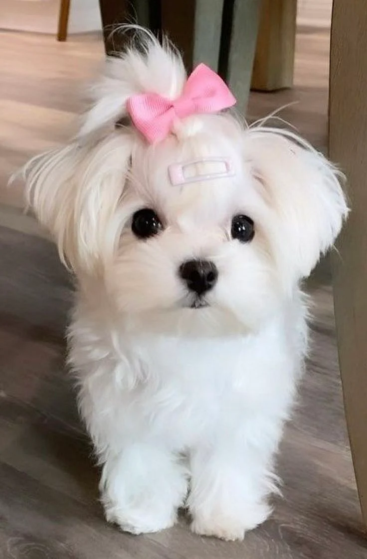 Maltese
