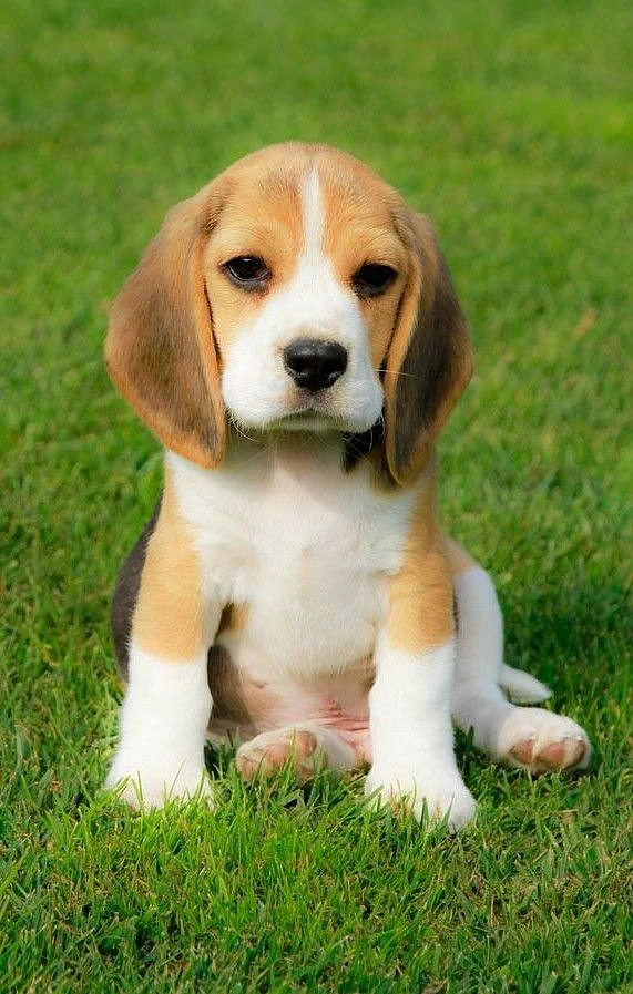 Beagle