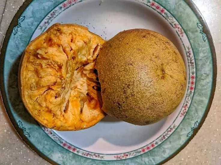 Bael Fruit 7
