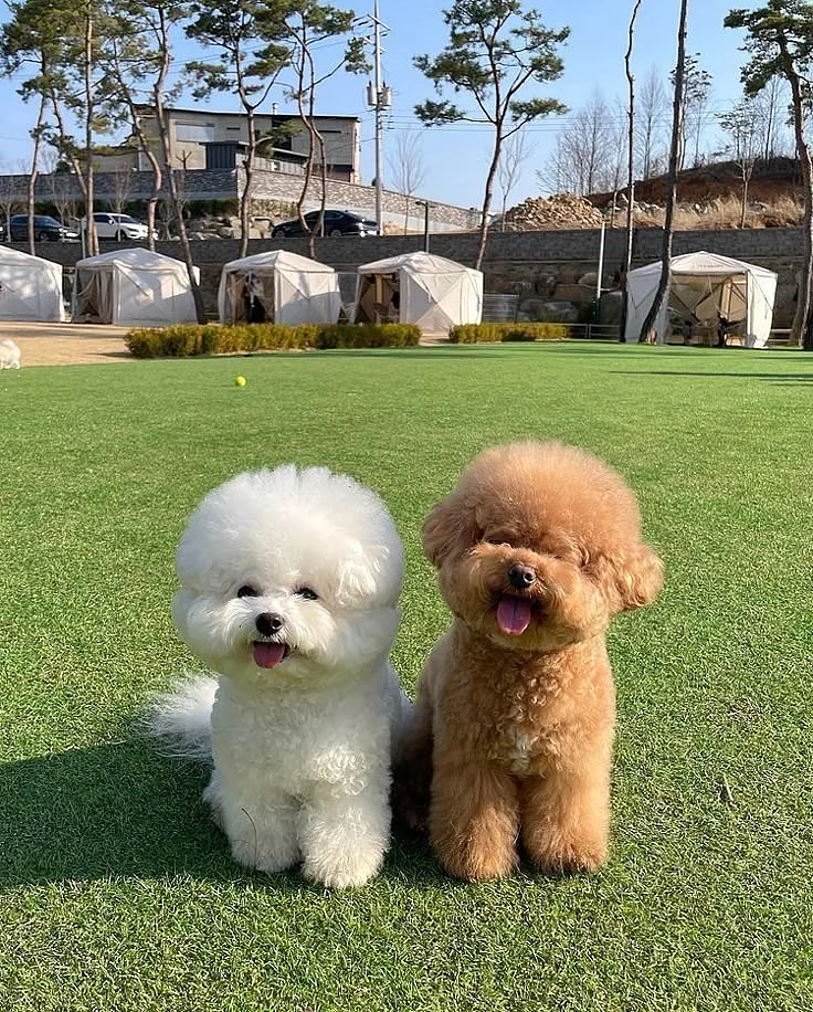 Poodle