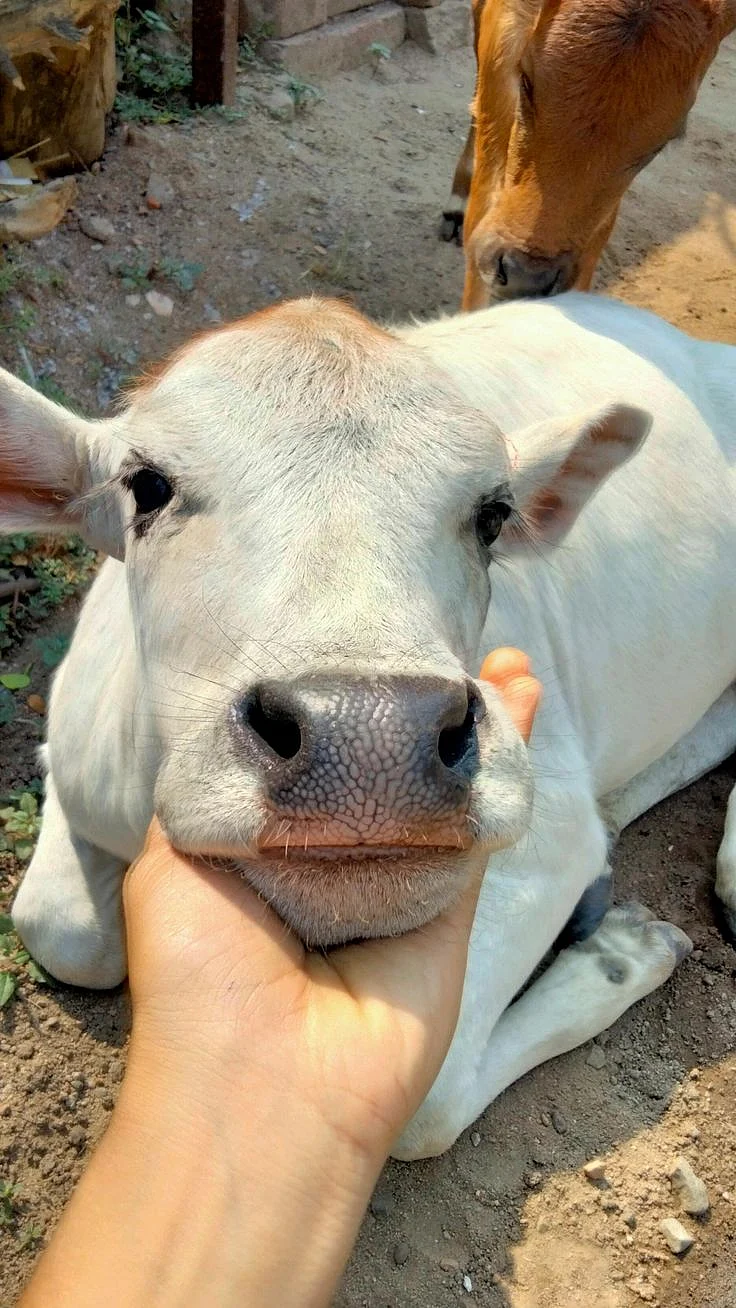 Worshiping cow. 5