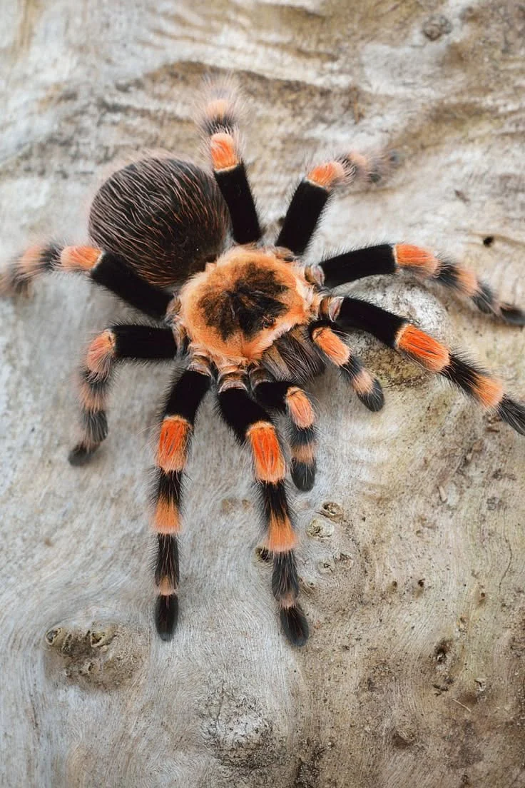 Spiders