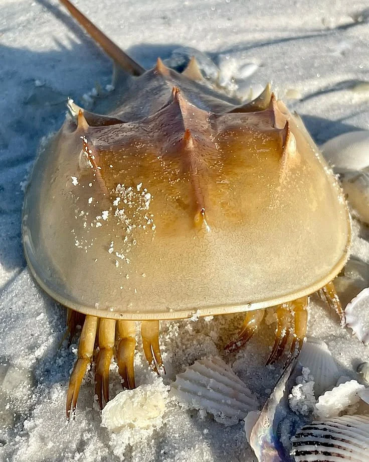 Horseshoe Crab