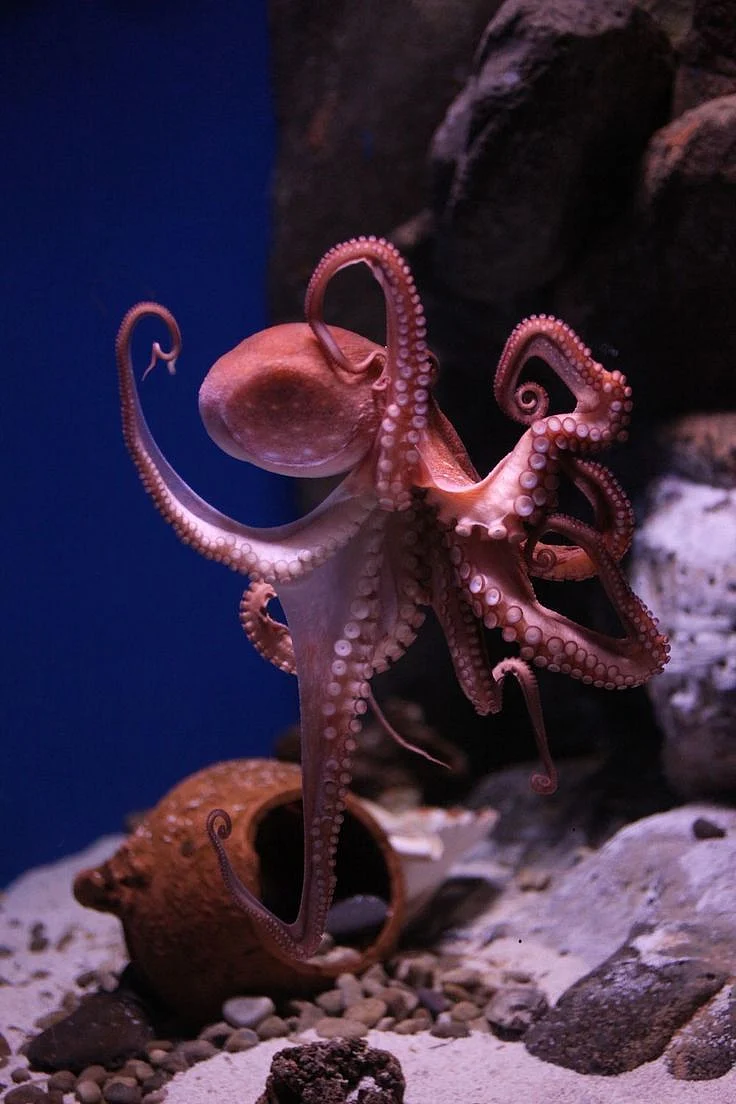 Octopus. .1