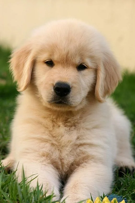 Cute Dogs