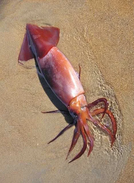 Squid