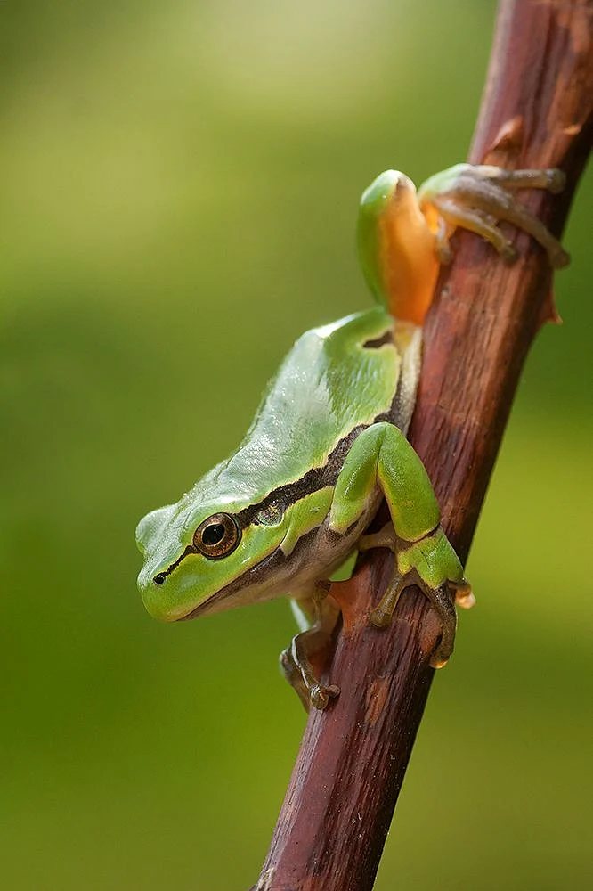 Frogs