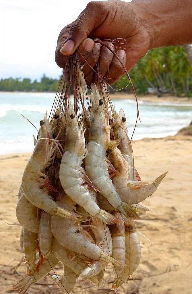 Shrimp and Scallops