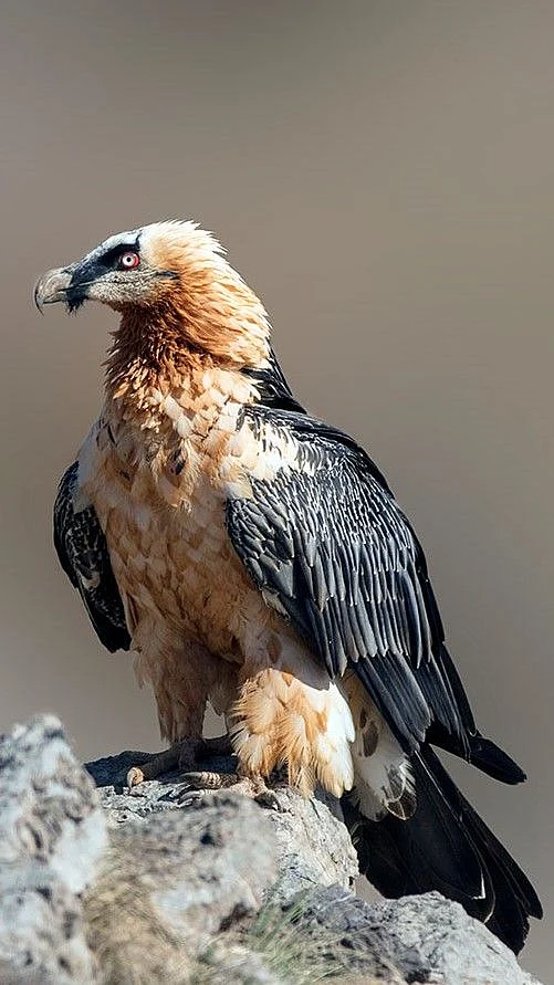 Lammergeier