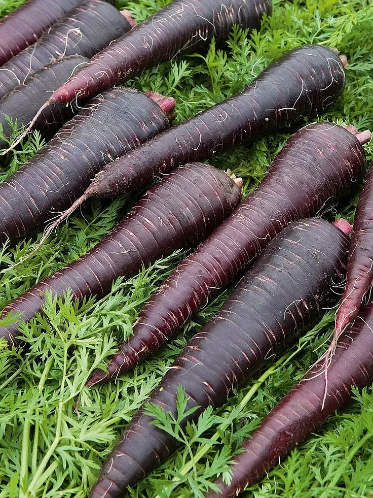 Black Carrots