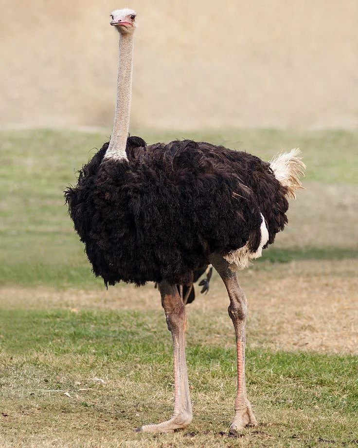 Ostrich