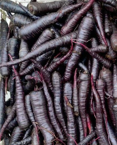 Black Carrots. 3