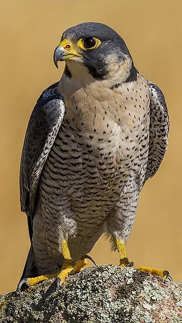 Falcon
