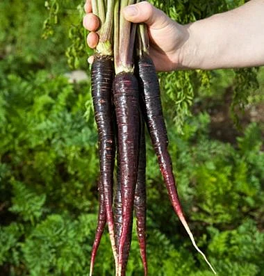 Black Carrots. 4