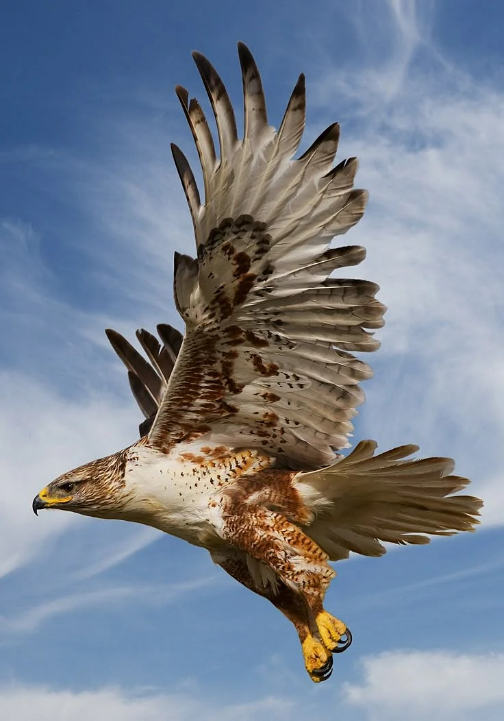 Hawk