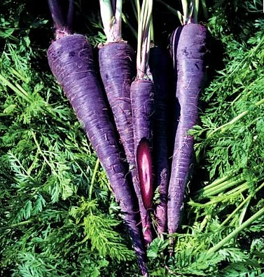Black Carrots. 6