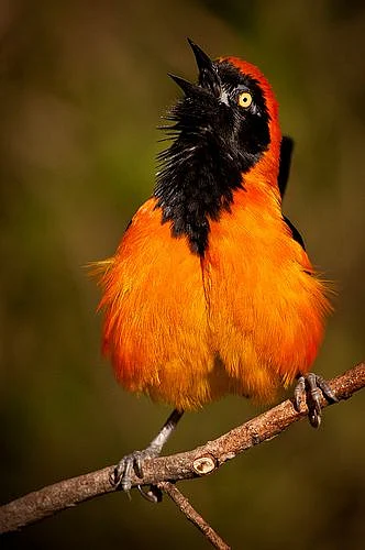 Hooded Pitohui