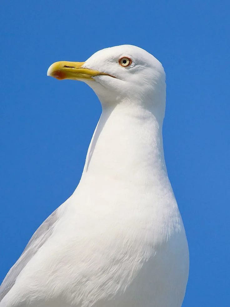 European Herring Gull