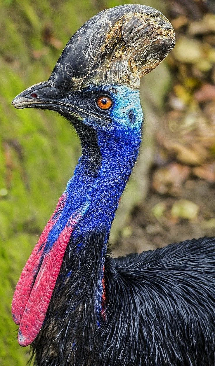 Cassowary
