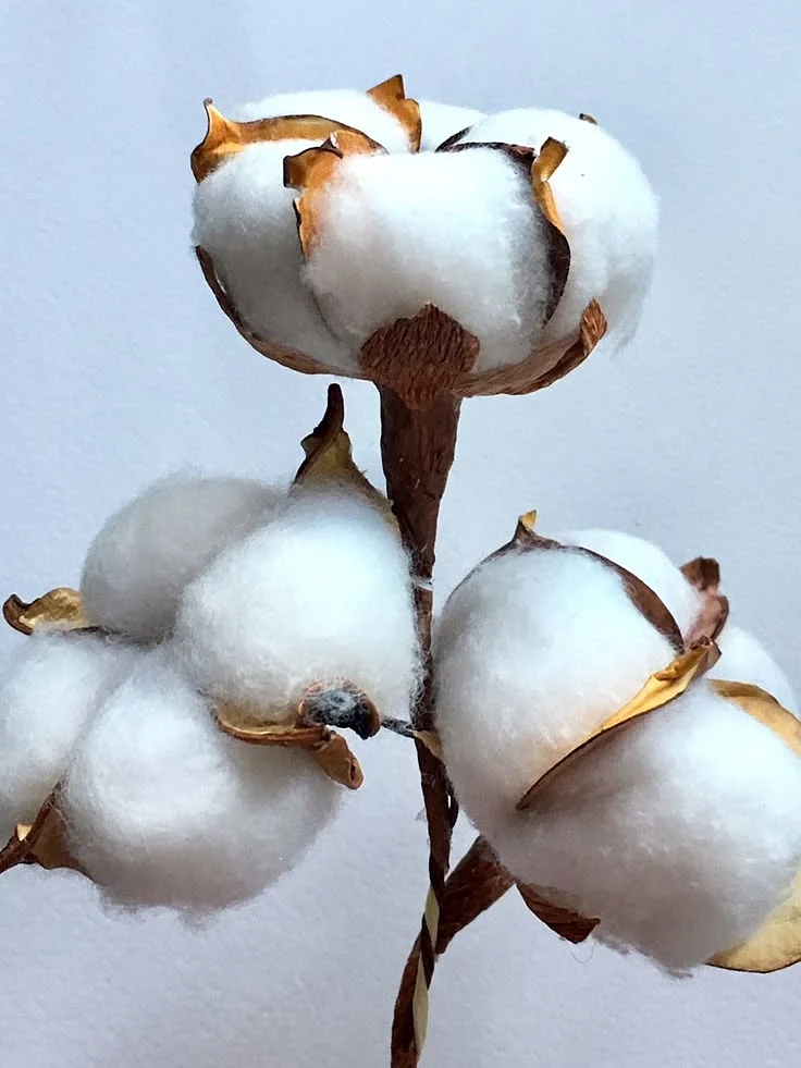 cotton