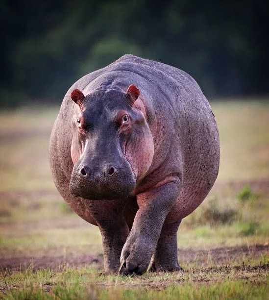 Hippopotamus
