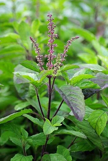 Tulsi water. 5