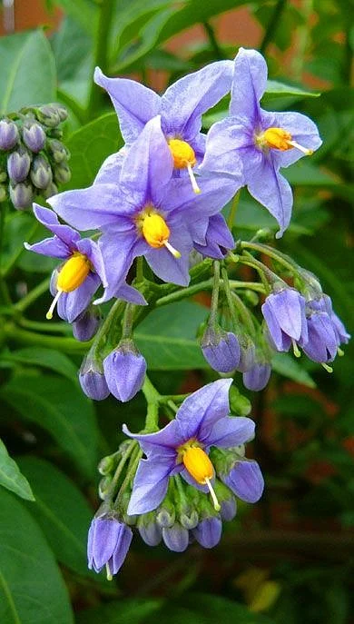 Purple Nightshade