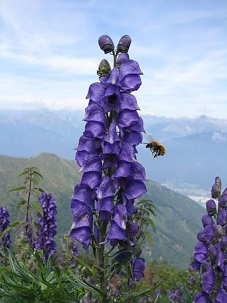 Aconite