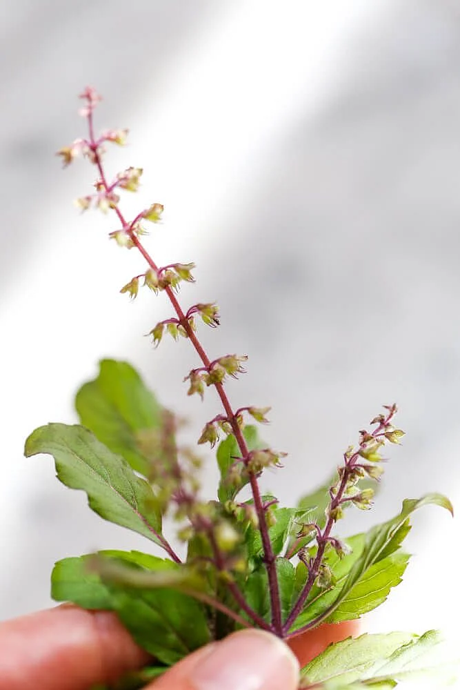 Tulsi water. 6