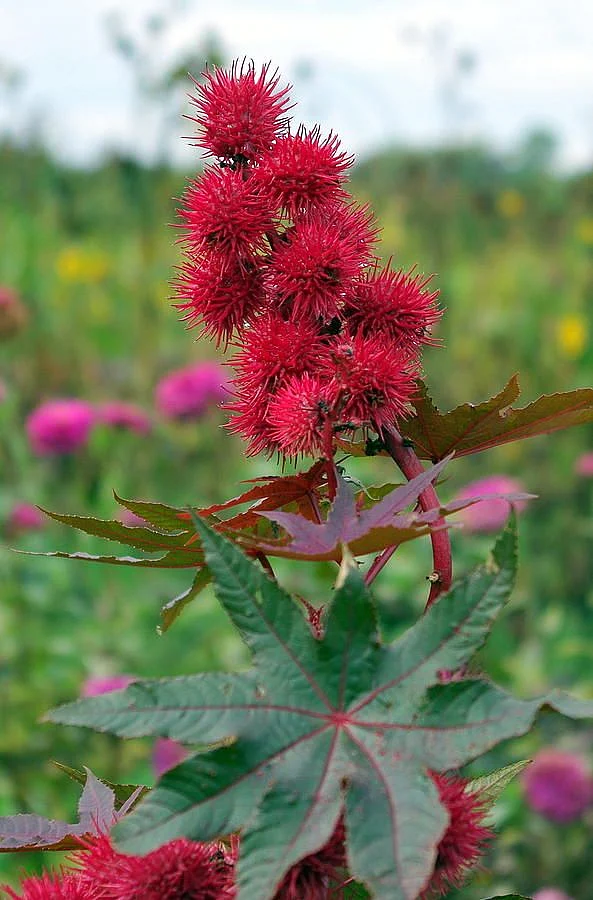 Castor Bean