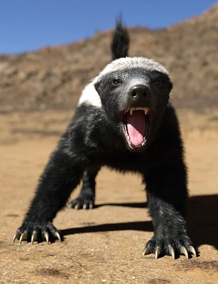 Honey Badger