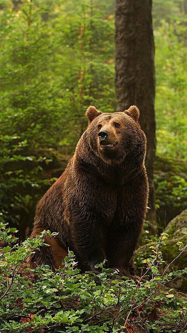Grizzly Bear