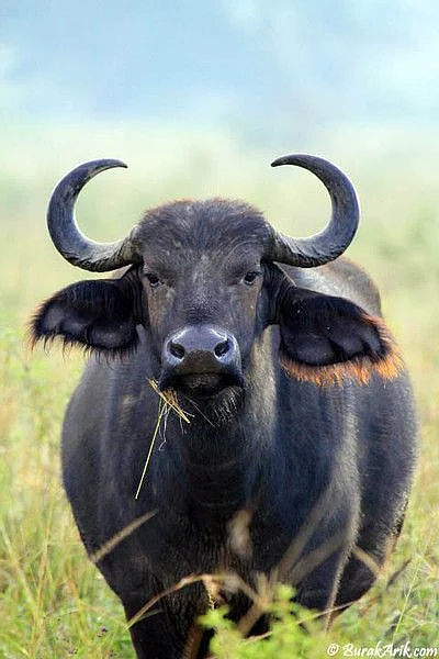 African Buffalo