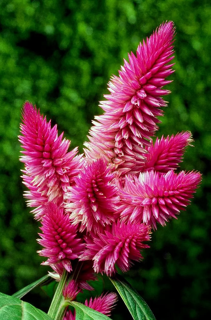Poisonous Plants