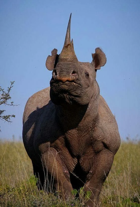 Rhino