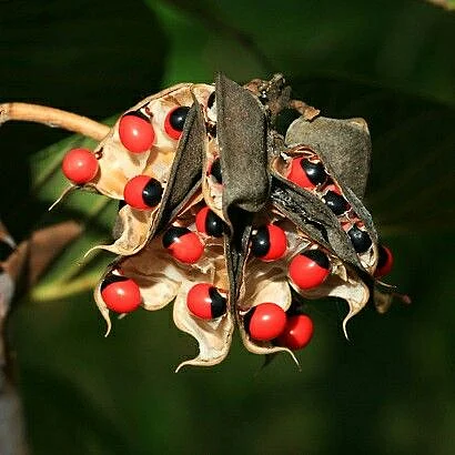 Rosary Pea