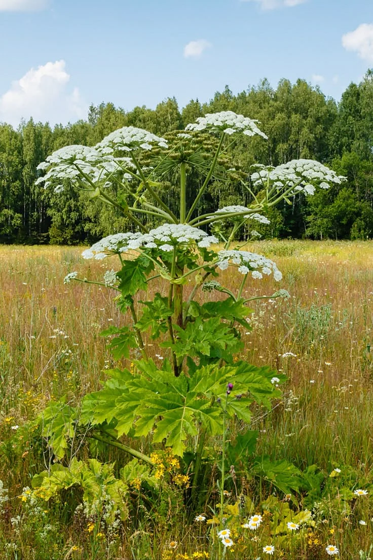 Hogweed