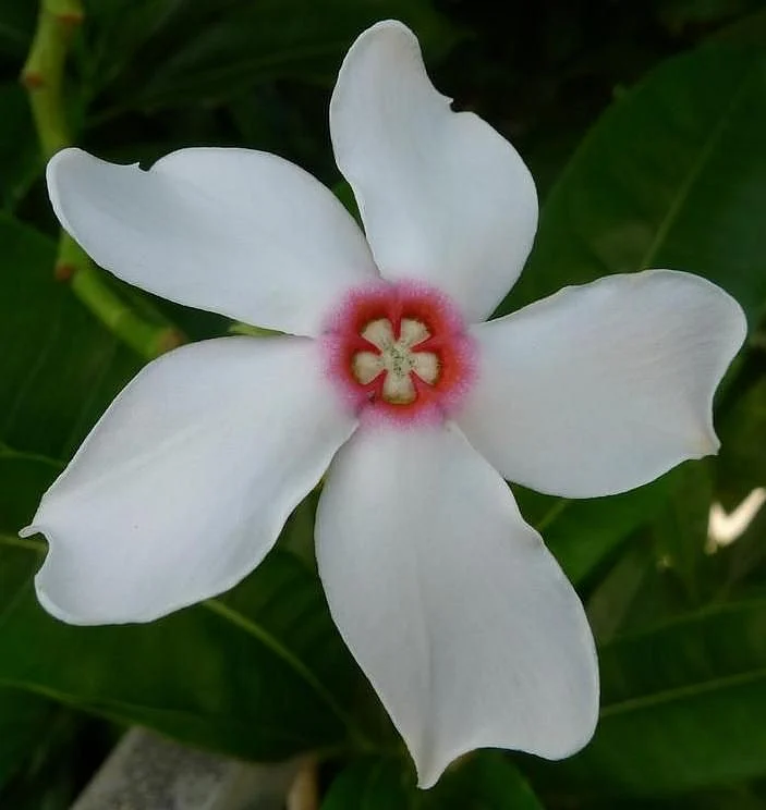 Cerbera odollam