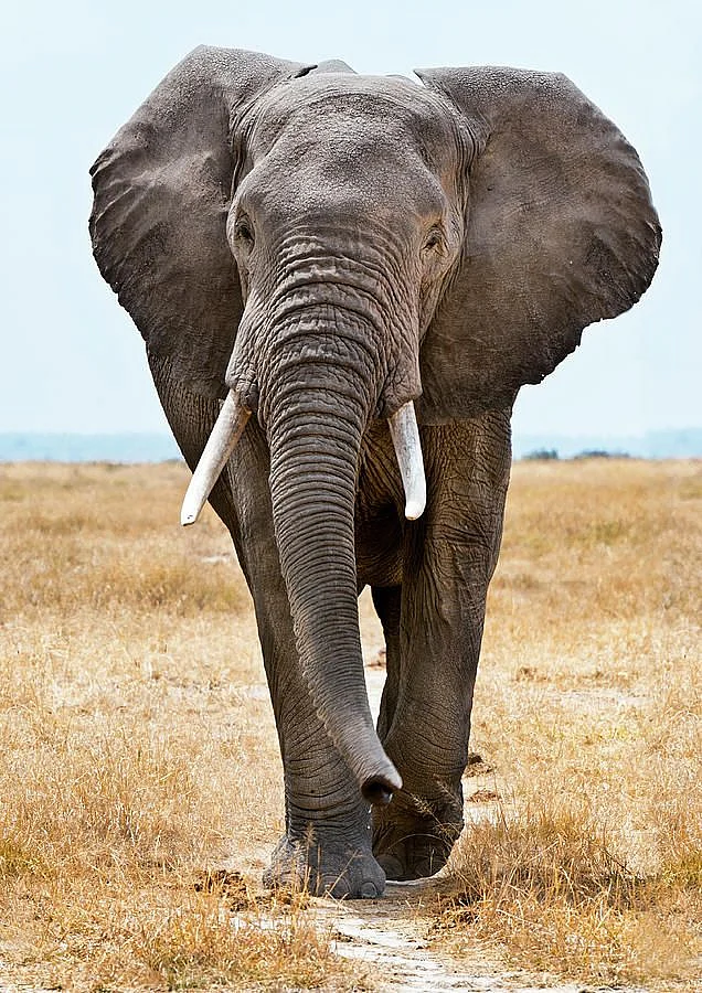 African Elephant