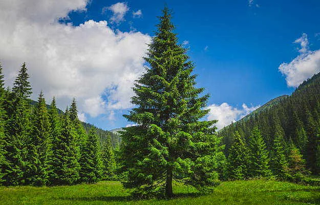 pine tree benefits uses and side effects