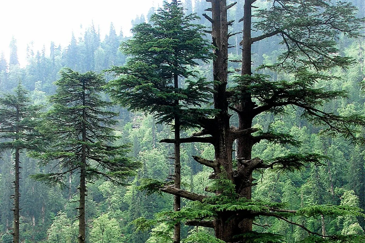 Cedrus 04