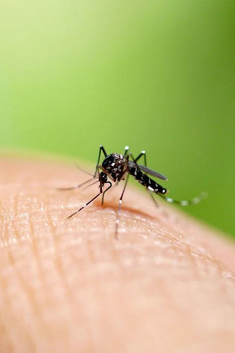 mosquitoes