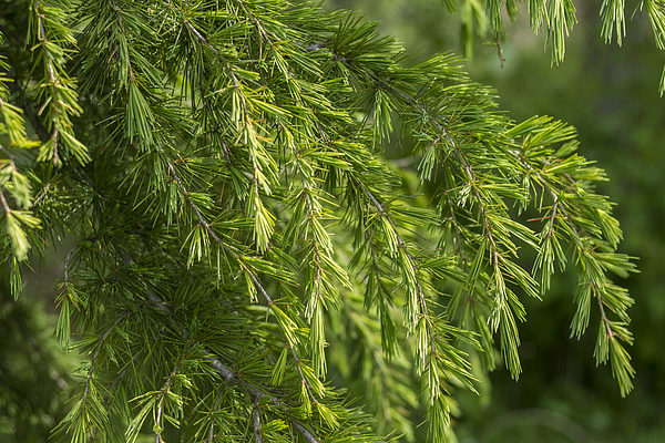 Deodar Tree Leaves